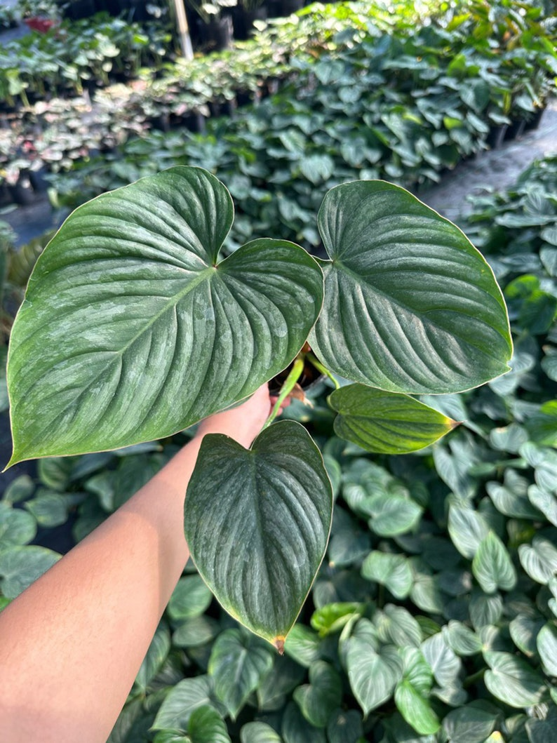 Philodendron Pastazanum silver 5" pot - selected well variegated (REQUIRED to buy from 2 plants)