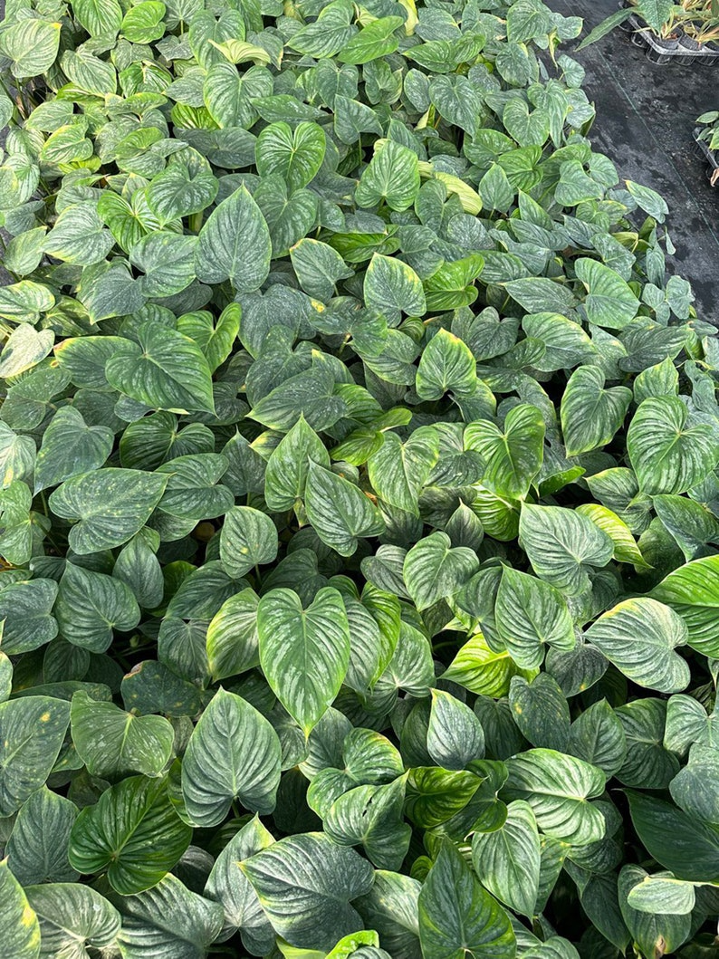 Philodendron Pastazanum silver 5" pot - selected well variegated (REQUIRED to buy from 2 plants)