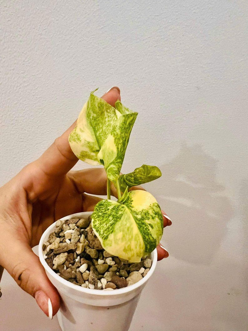 Monstera Deliciosa Legacy Variegated Starter Plant | Monstera Legacy Well variegation