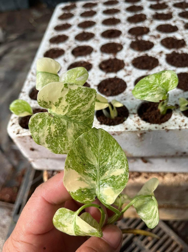 Creme Brulee Monstera Thai Constellation Variegated Starter Plant | Well variegation