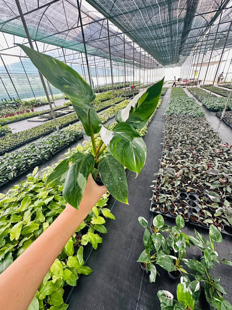 Philodendron White Princess 5" pot - selected well variegated (REQUIRED to buy from 2 plants)