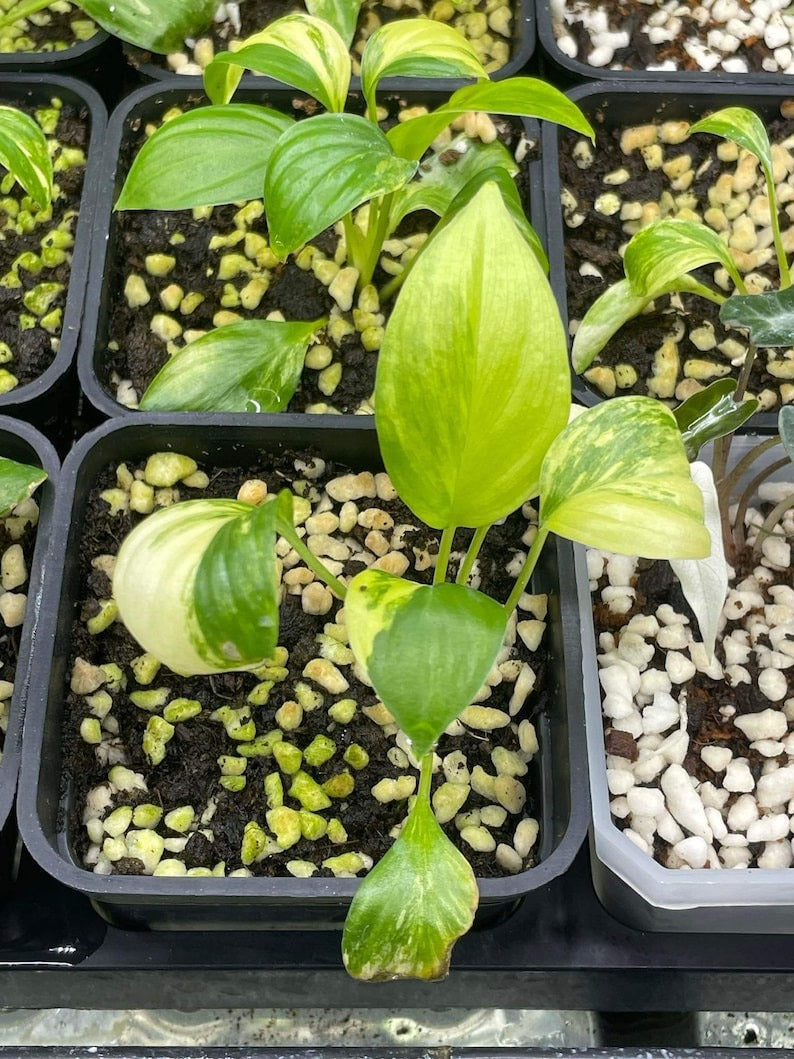 Homalomena rubescens variegated Starter Plant | well variegation