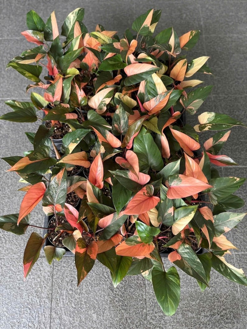 Homalomena pink diamond Variegated 6" pot Rare Plant | well variegation