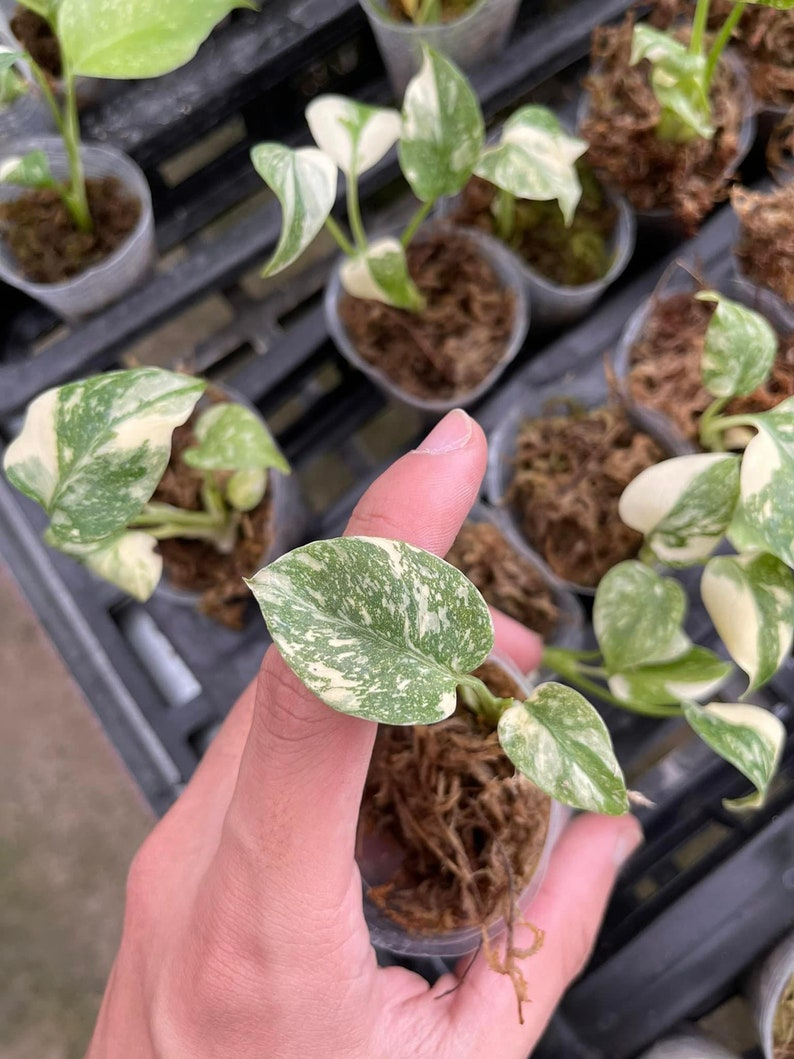 Creme Brulee Monstera Thai Constellation Variegated Starter Plant | Well variegation
