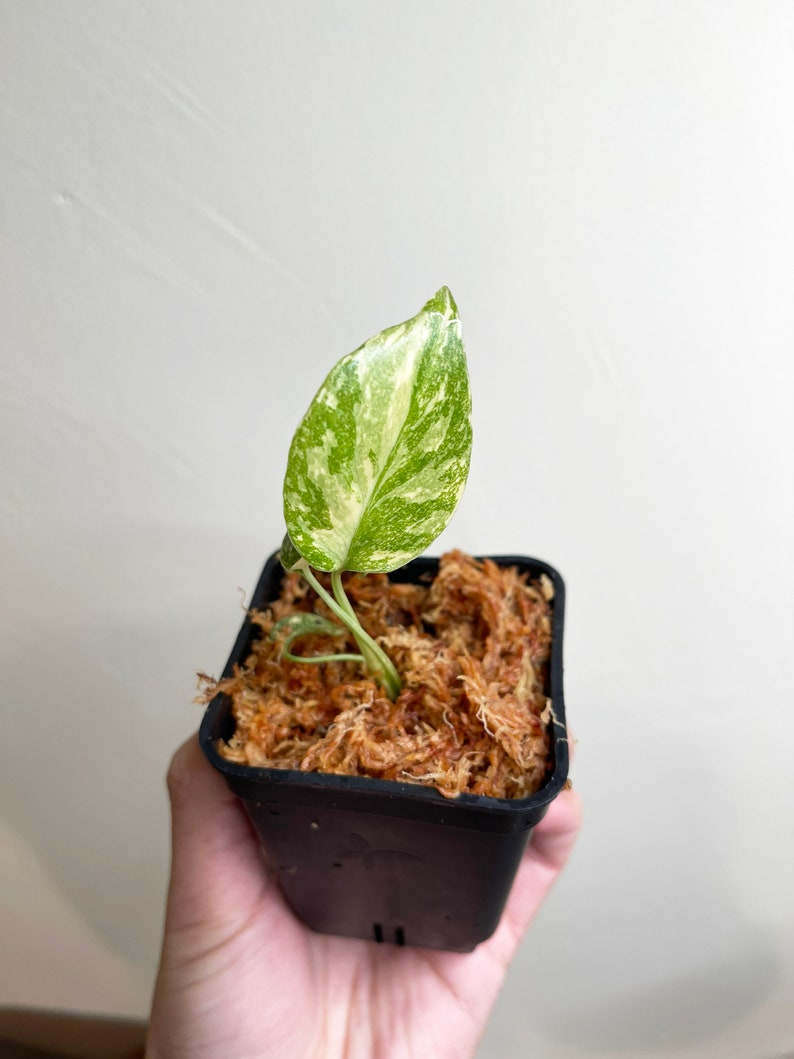 Creme Brulee Monstera Thai Constellation Variegated Starter Plant | Well variegation
