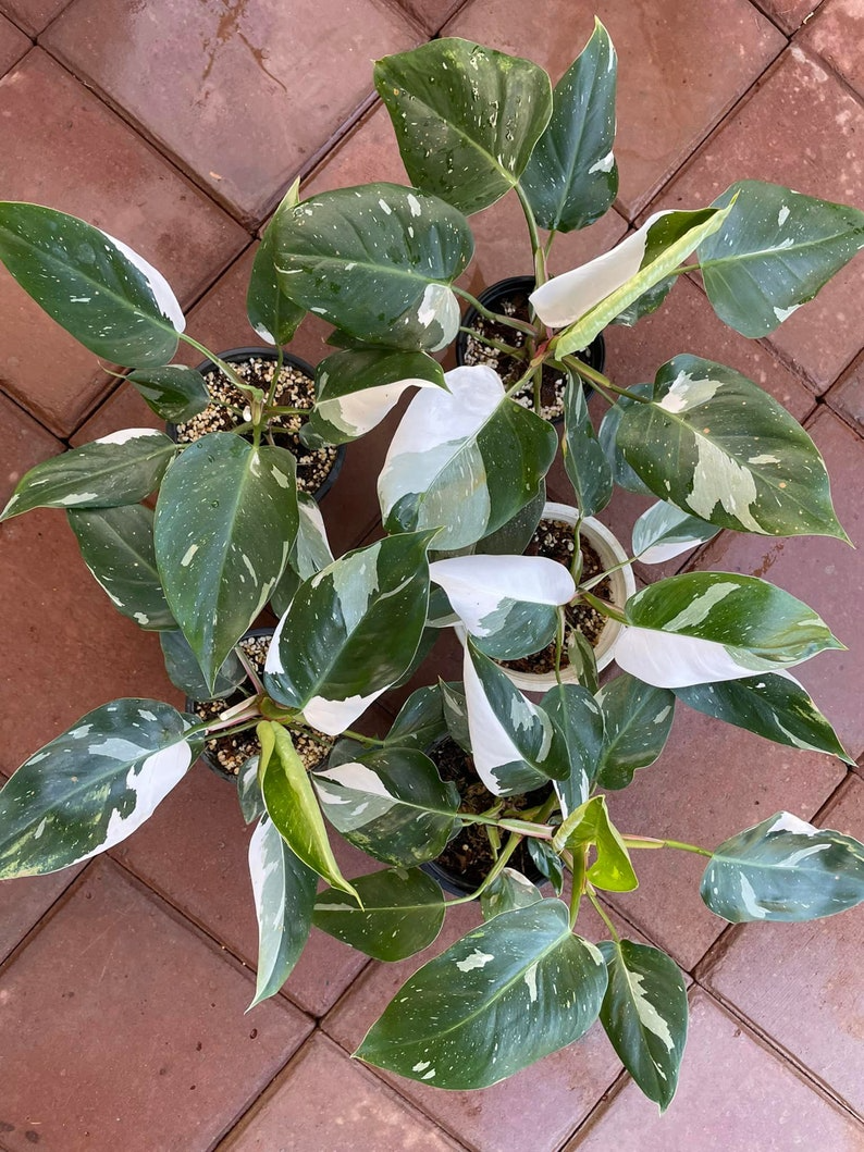 Philodendron White Princess 5" pot - selected well variegated (REQUIRED to buy from 2 plants)