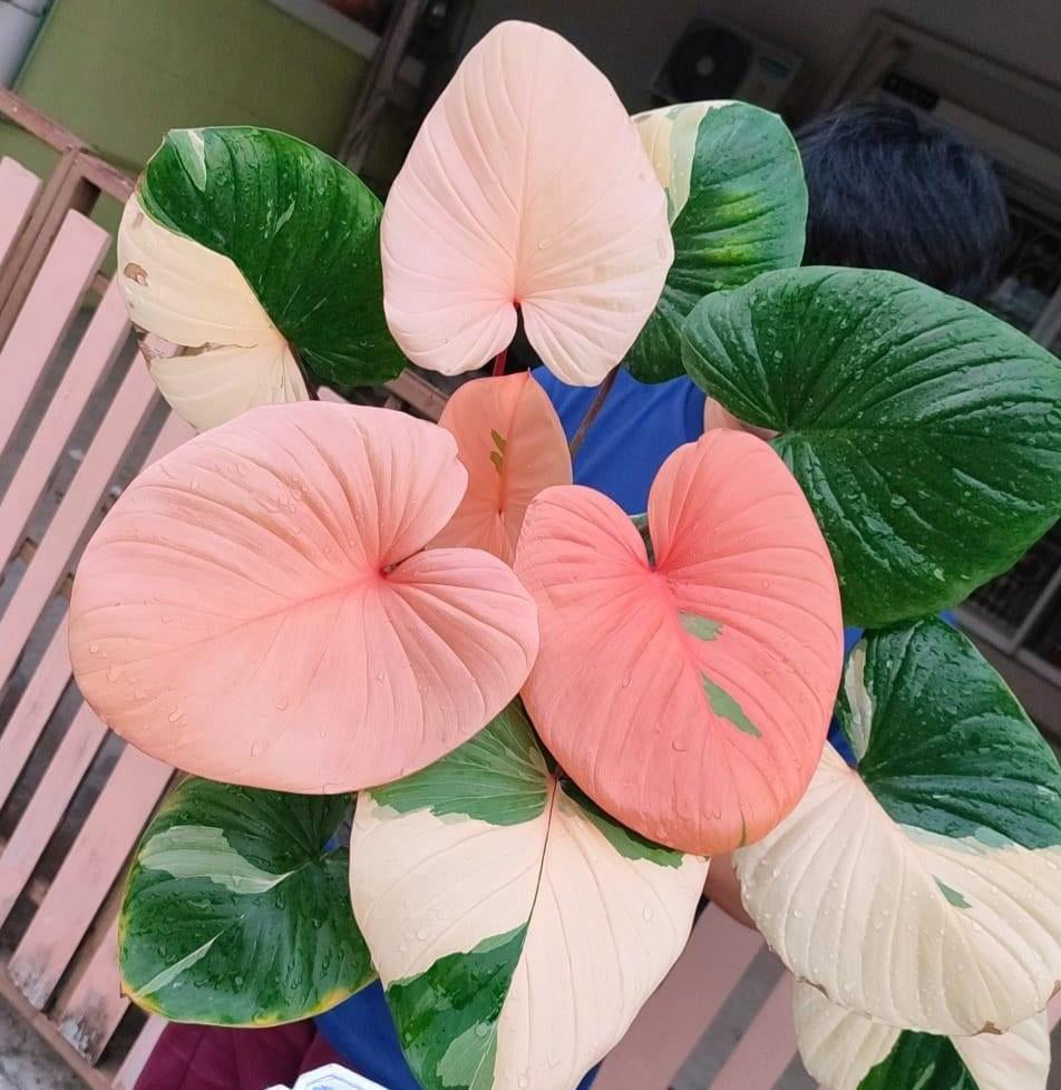Homalomena – The Underrated Tropical Beauty