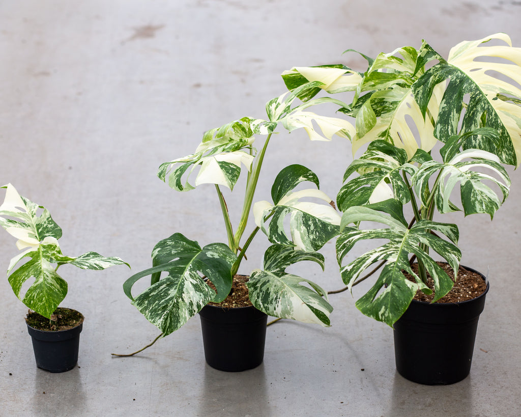 MONSTERA DELICIOSA VARIEGATA