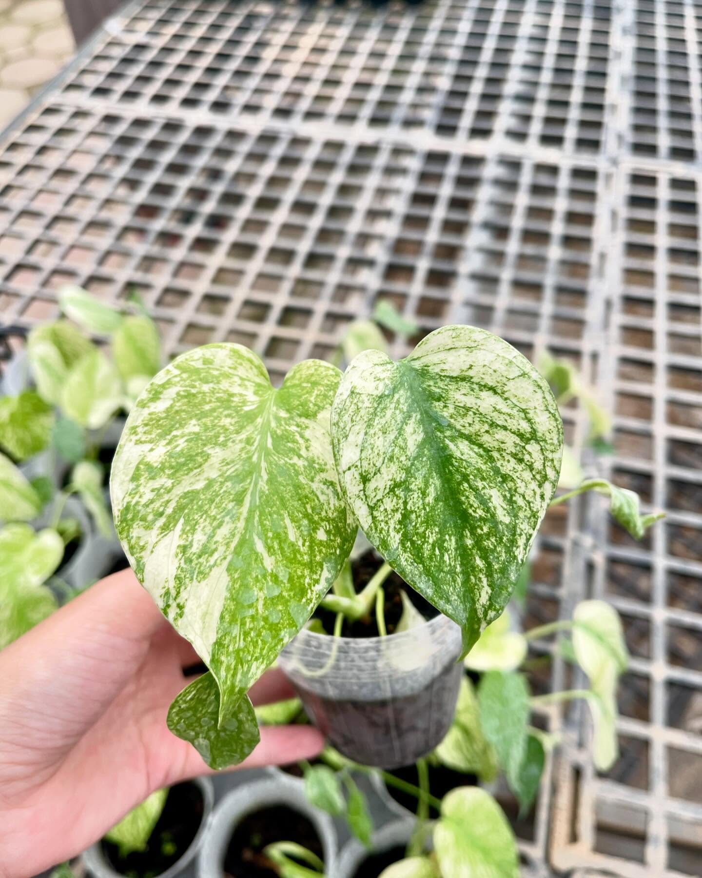 Monstera Deliciosa ‘White Monster’ Starter Plant – 2.8" in 4-Inch Pot | Pre-order 15–20 Days | High Variegation