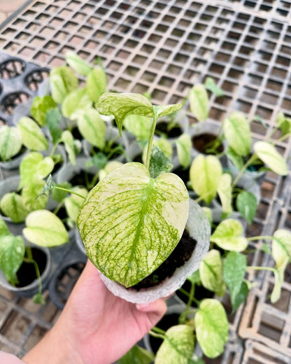 Monstera Deliciosa ‘White Monster’ Starter Plant – 2.8" in 4-Inch Pot | Pre-order 15–20 Days | High Variegation
