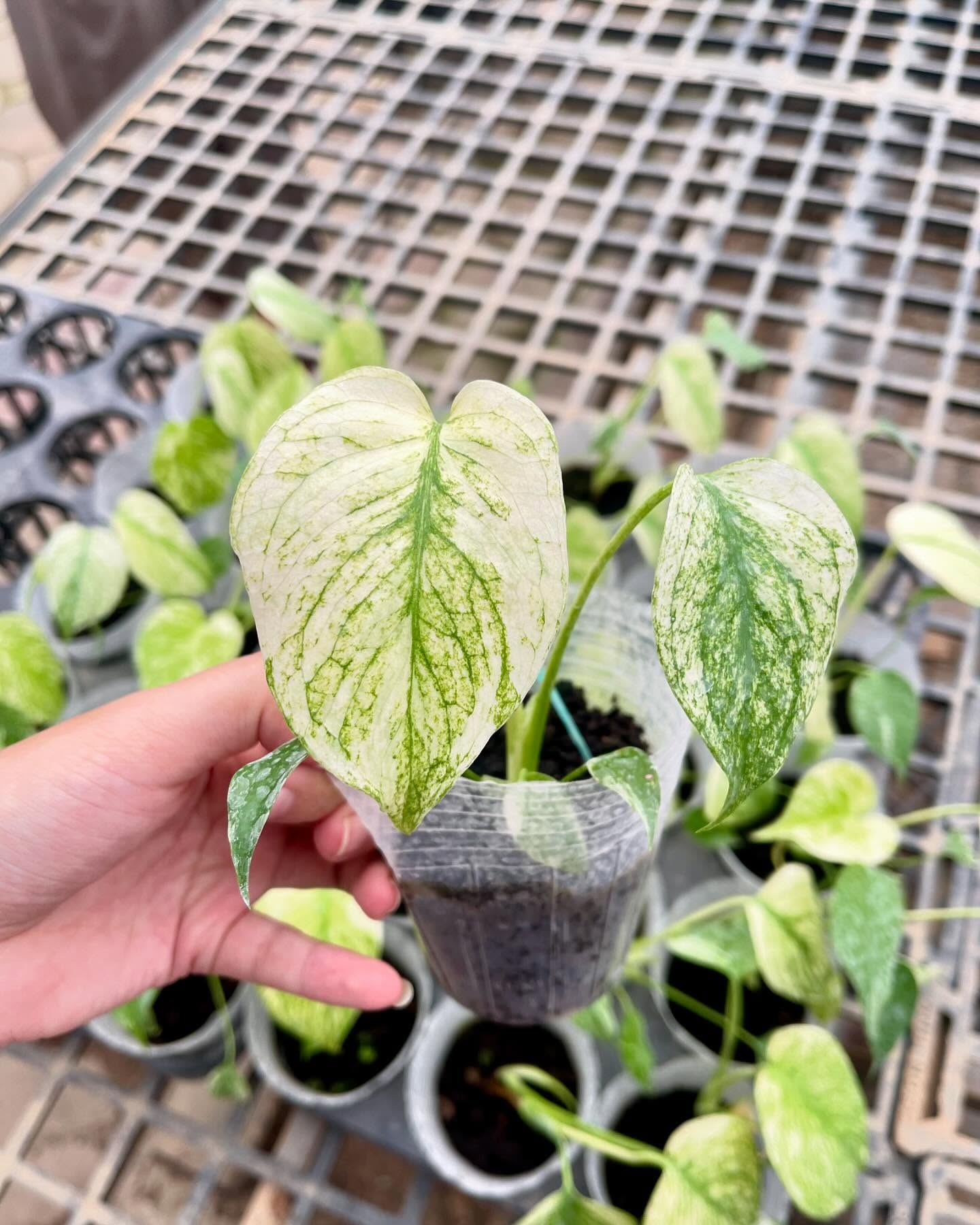 Monstera Deliciosa ‘White Monster’ Starter Plant – 2.8" in 4-Inch Pot | Pre-order 15–20 Days | High Variegation
