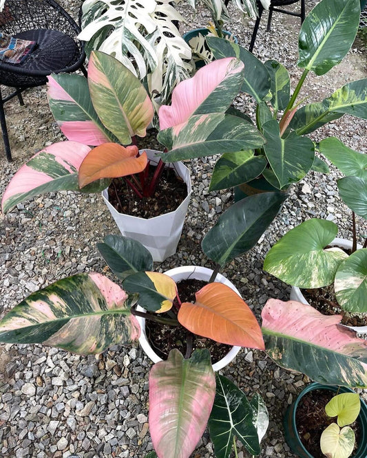Philodendron Red Congo Variegated – Tissue Culture Plant | Rare Indoor Aroid | In Bottle or Grow Bag
