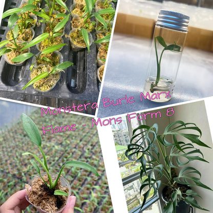 Monstera Burle Marx Flame Form 8 Tissue Culture – Rare Aroid Starter Plant in Bottle or Grow Bag