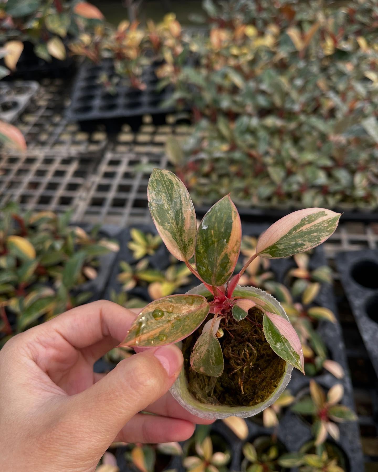 Philodendron Red Congo Variegated – Rooted Plant in 4-Inch Pot | Pre-order 15–20 Days | Rare Tropical Aroid