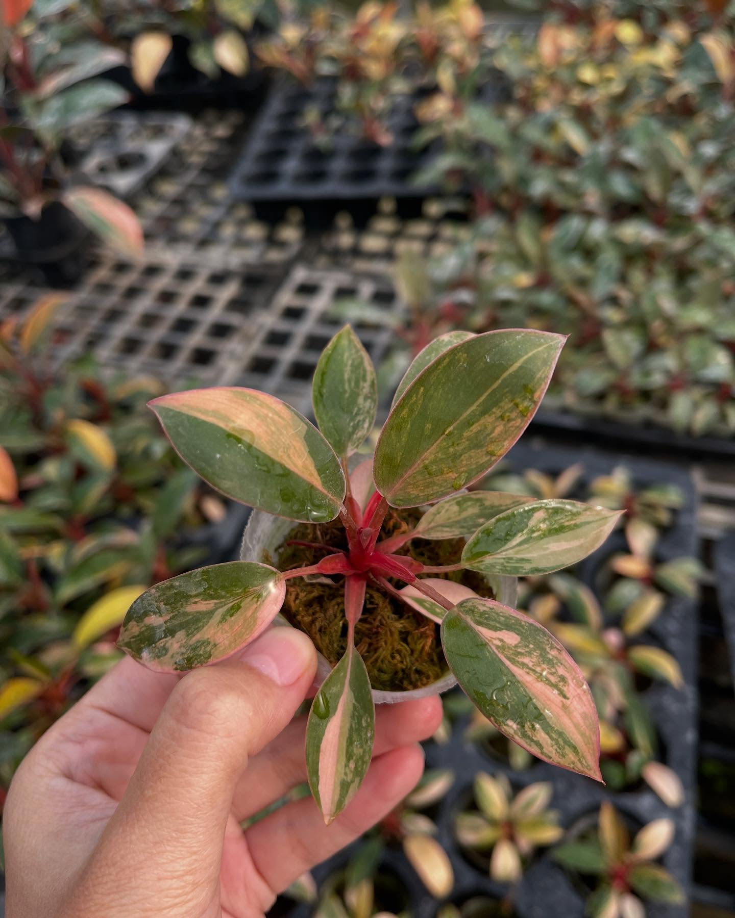 Philodendron Red Congo Variegated – Rooted Plant in 4-Inch Pot | Pre-order 15–20 Days | Rare Tropical Aroid