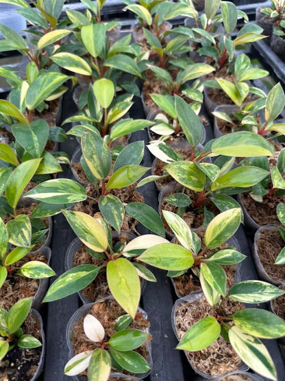 Philodendron Red Congo Variegated – Rooted Plant in 4-Inch Pot | Pre-order 15–20 Days | Rare Tropical Aroid