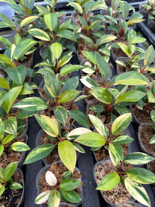 Philodendron Red Congo Variegated – Rooted Plant in 4-Inch Pot | Pre-order 15–20 Days | Rare Tropical Aroid