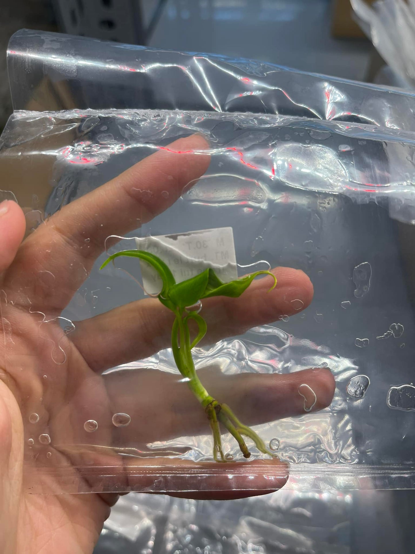 Monstera Burle Marx Flame Form 8 Tissue Culture – Rare Aroid Starter Plant in Bottle or Grow Bag