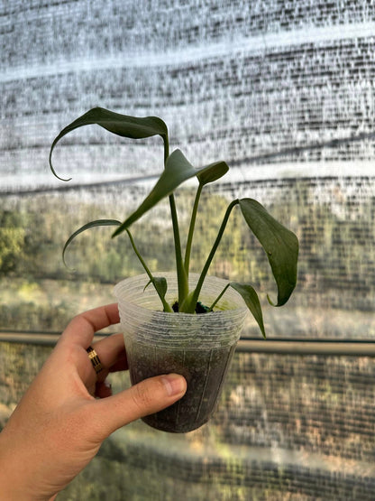 Monstera Burle Marx Flame – Starter Plant (4-inch Pot | Pre-order – Ships in 15-20 Days)