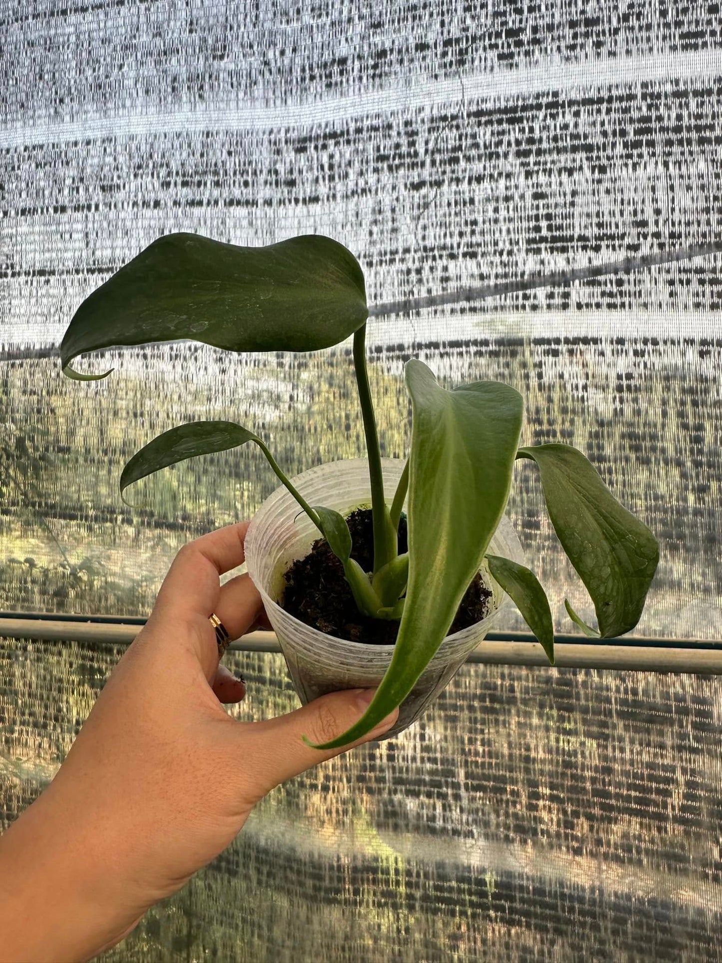 Monstera Burle Marx Flame – Starter Plant (4-inch Pot | Pre-order – Ships in 15-20 Days)
