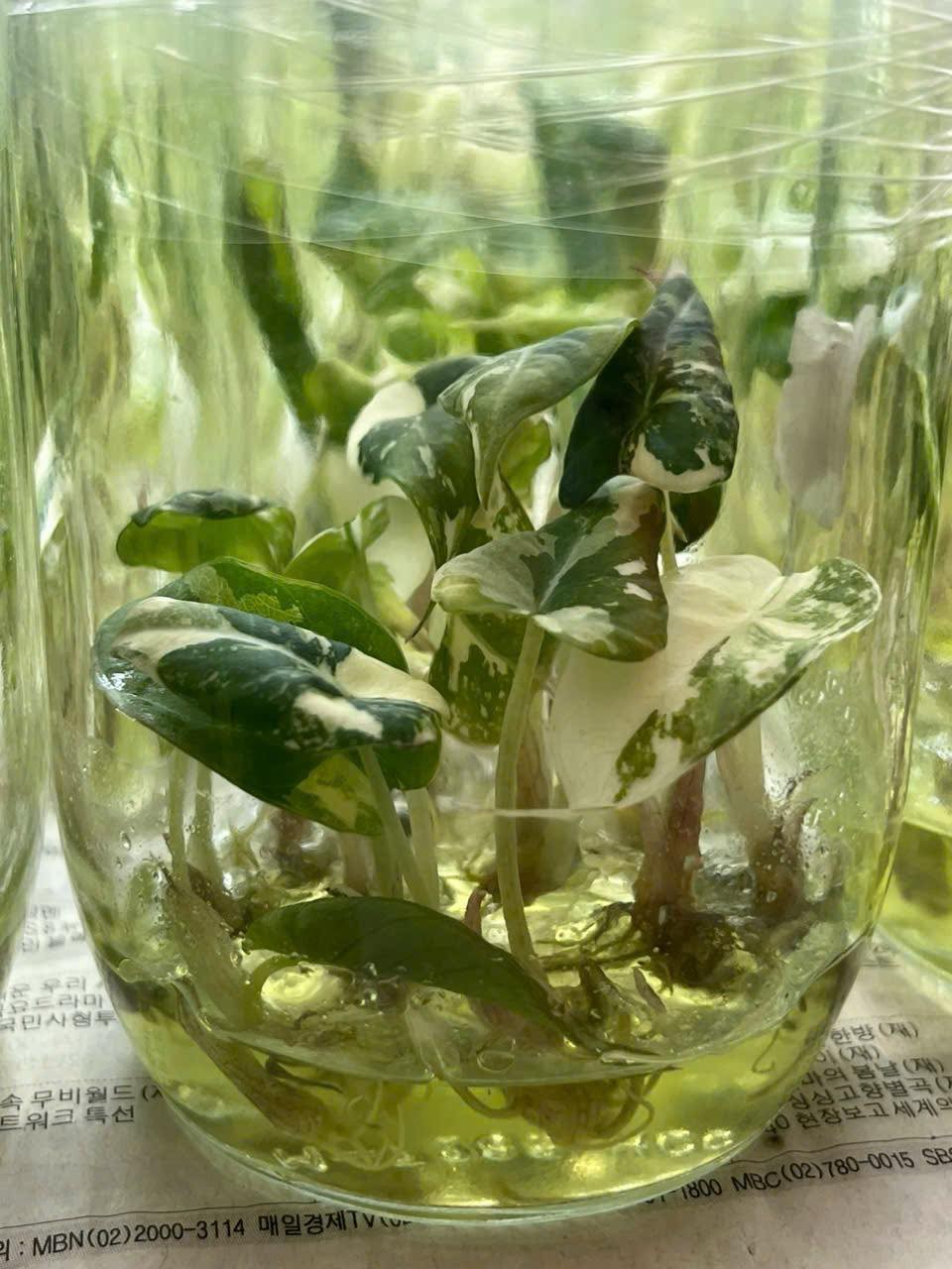 Alocasia Black Velvet Pink Tissue Culture – High Variegation – Rare Indoor Plant in Bottle or Bag – Grower’s Choice