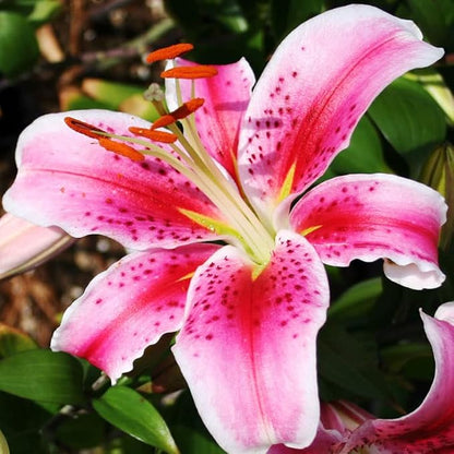 Complete Flower Bulb Garden - 75 Bulbs for 50 Days of Continuous Blooms (Summer Color from July Through October) - Easy to Grow Summer Planting Bulbs by Willard & May