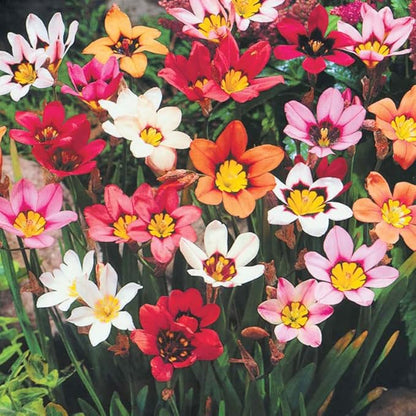 Complete Flower Bulb Garden - 75 Bulbs for 50 Days of Continuous Blooms (Summer Color from July Through October) - Easy to Grow Summer Planting Bulbs by Willard & May