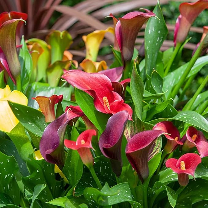 Complete Flower Bulb Garden - 75 Bulbs for 50 Days of Continuous Blooms (Summer Color from July Through October) - Easy to Grow Summer Planting Bulbs by Willard & May