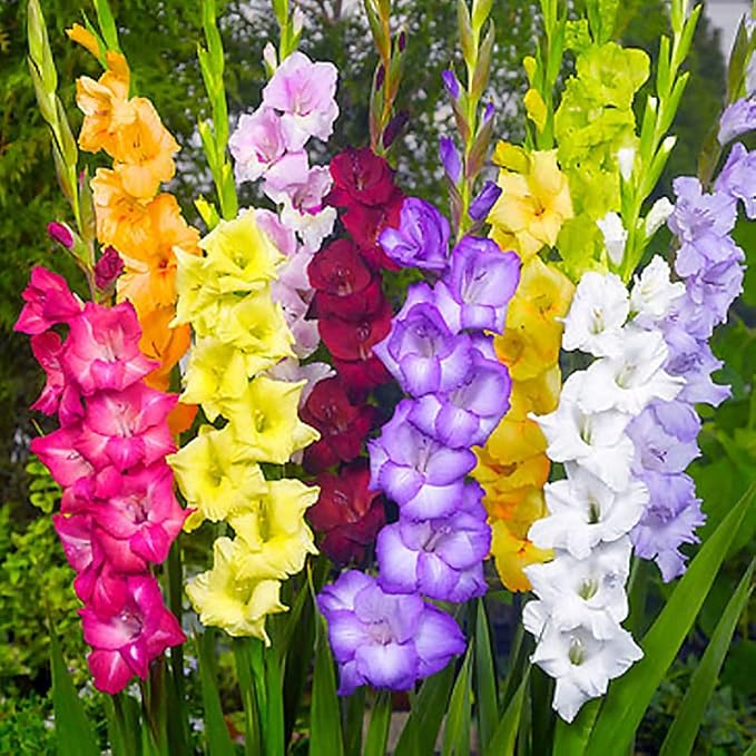 Complete Flower Bulb Garden - 75 Bulbs for 50 Days of Continuous Blooms (Summer Color from July Through October) - Easy to Grow Summer Planting Bulbs by Willard & May