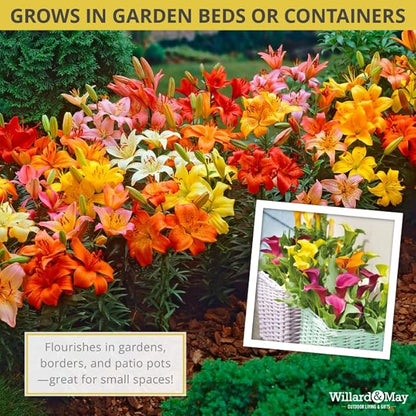 Complete Flower Bulb Garden - 75 Bulbs for 50 Days of Continuous Blooms (Summer Color from July Through October) - Easy to Grow Summer Planting Bulbs by Willard & May