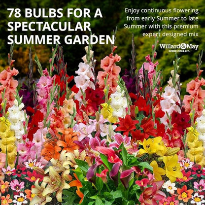 Complete Flower Bulb Garden - 75 Bulbs for 50 Days of Continuous Blooms (Summer Color from July Through October) - Easy to Grow Summer Planting Bulbs by Willard & May