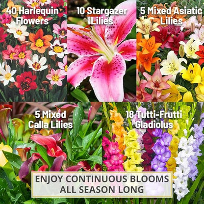 Complete Flower Bulb Garden - 75 Bulbs for 50 Days of Continuous Blooms (Summer Color from July Through October) - Easy to Grow Summer Planting Bulbs by Willard & May