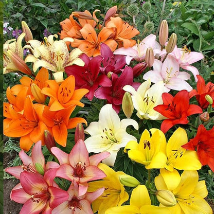 Complete Flower Bulb Garden - 75 Bulbs for 50 Days of Continuous Blooms (Summer Color from July Through October) - Easy to Grow Summer Planting Bulbs by Willard & May
