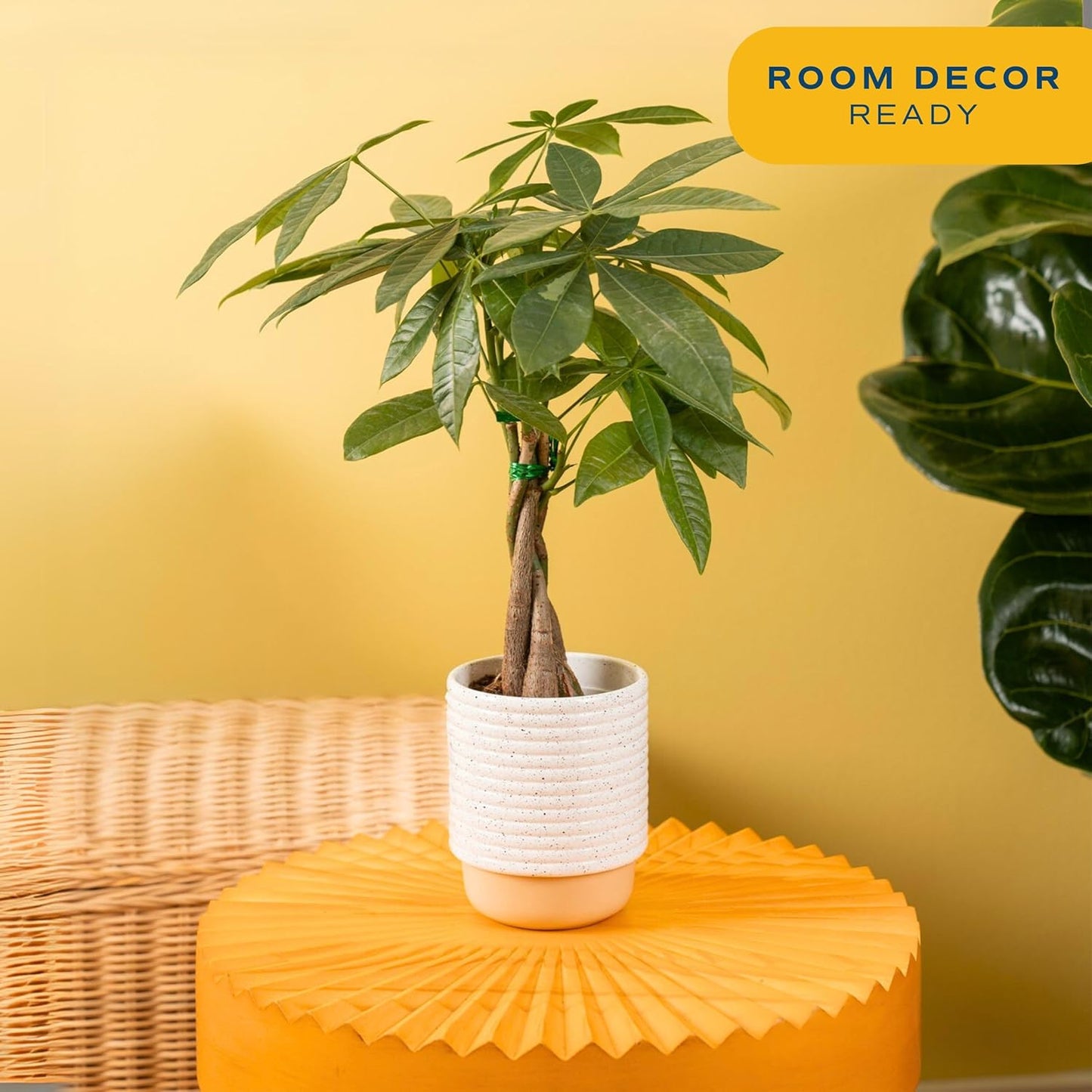 Costa Farms Money Tree, Easy Care Indoor Plant, Live Houseplant in Ceramic Planter Pot, Bonsai Potted in Potting Soil, Home Décor, Birthday Gift, New Home Gift, Outdoor Garden Gift, 16-Inches Tall