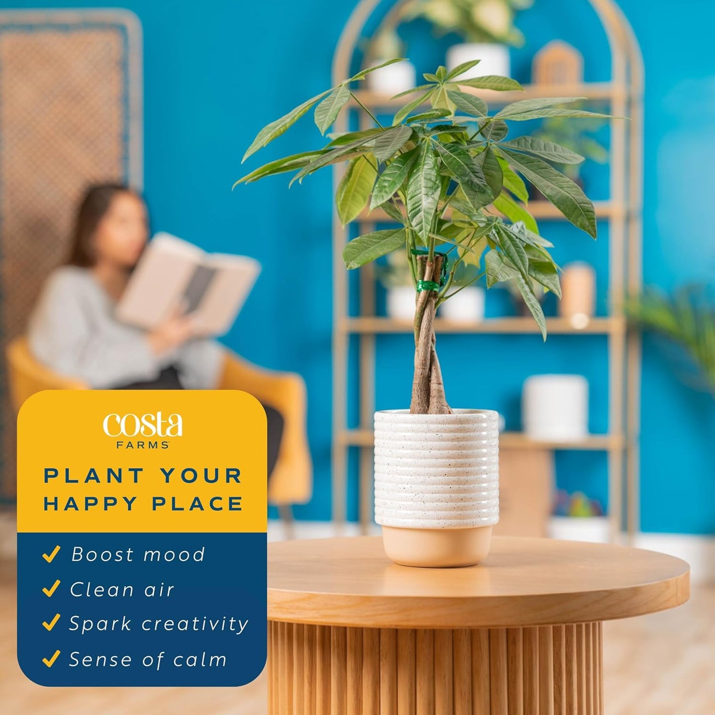 Costa Farms Money Tree, Easy Care Indoor Plant, Live Houseplant in Ceramic Planter Pot, Bonsai Potted in Potting Soil, Home Décor, Birthday Gift, New Home Gift, Outdoor Garden Gift, 16-Inches Tall