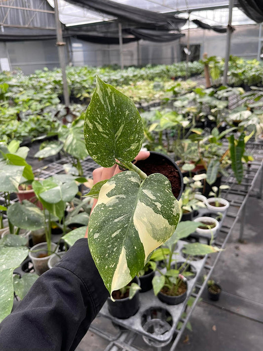 Monstera Thai Constellation Variegated 5" pot well variegation