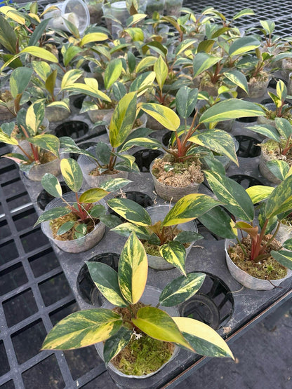 Philodendron Red Congo Variegated well Variegation, 3" pot Red Congo Var - 1 plant