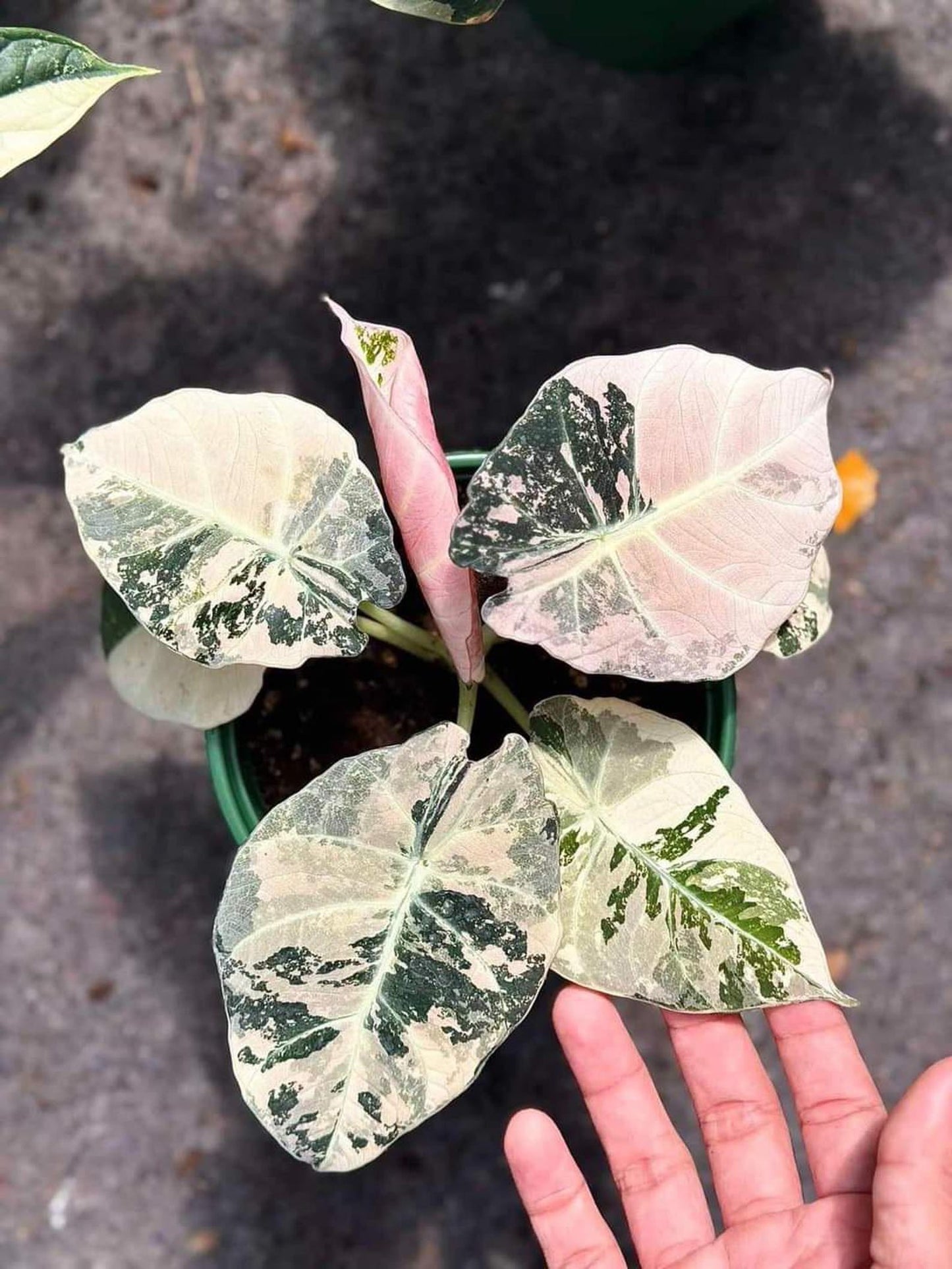 Alocasia Black Velvet Pink Tissue Culture – High Variegation – Rare Indoor Plant in Bottle or Bag – Grower’s Choice