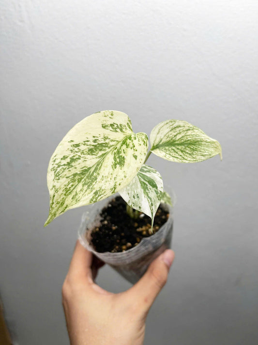 Exact Monstera Deliciosa White Monster, white monster mint variegated 4" pot rare plants well variegation