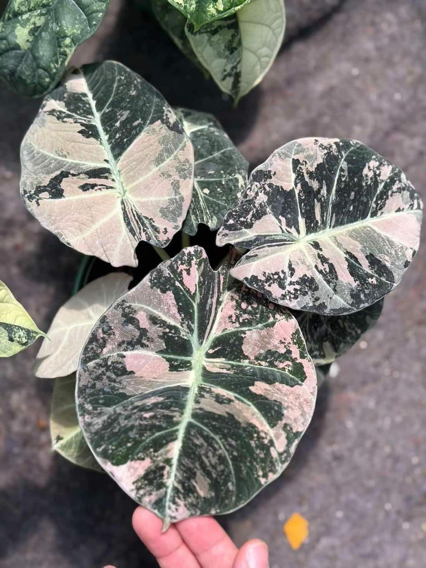 Alocasia Black Velvet Pink Tissue Culture – High Variegation – Rare Indoor Plant in Bottle or Bag – Grower’s Choice