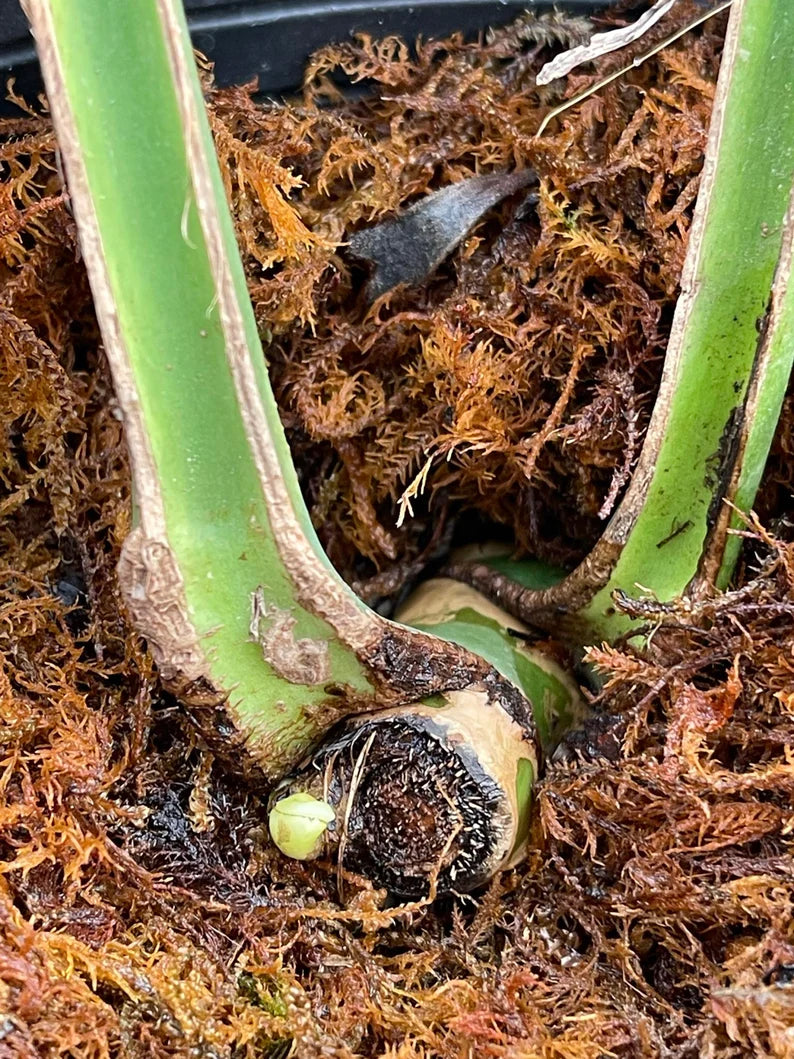 Actual Monstera Burle Marx Flame plant, Dilacerata Burle Marx Monstera 2 leaves + new growth point well rooted