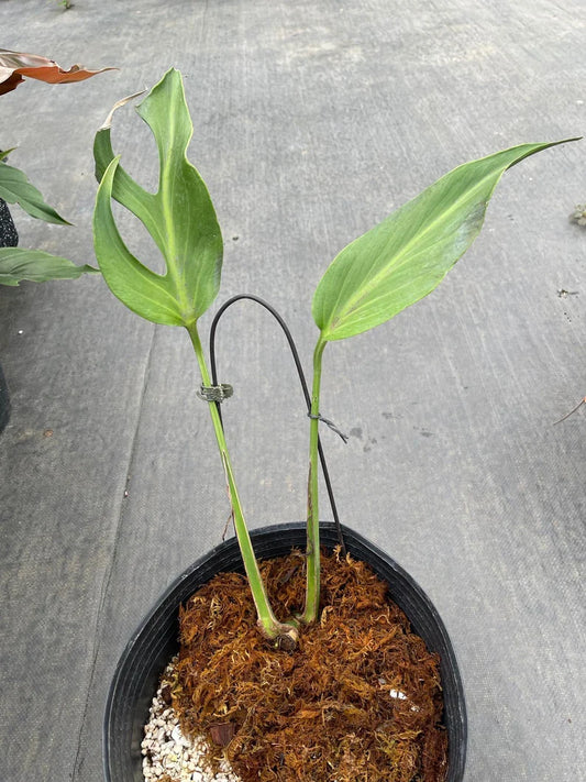 Actual Monstera Burle Marx Flame plant, Dilacerata Burle Marx Monstera 2 leaves + new growth point well rooted