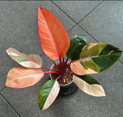 Philodendron Red Congo Variegated well Variegation, 3" pot Red Congo Var - 1 plant