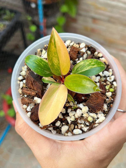 Philodendron Red Congo Variegated well Variegation, 3" pot Red Congo Var - 1 plant