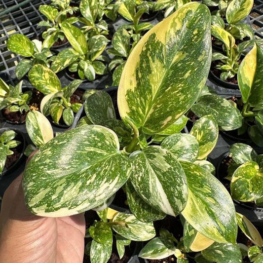 Philodendron Green Congo Hybrid Variegated Starter Plant, seedlings well Variegation