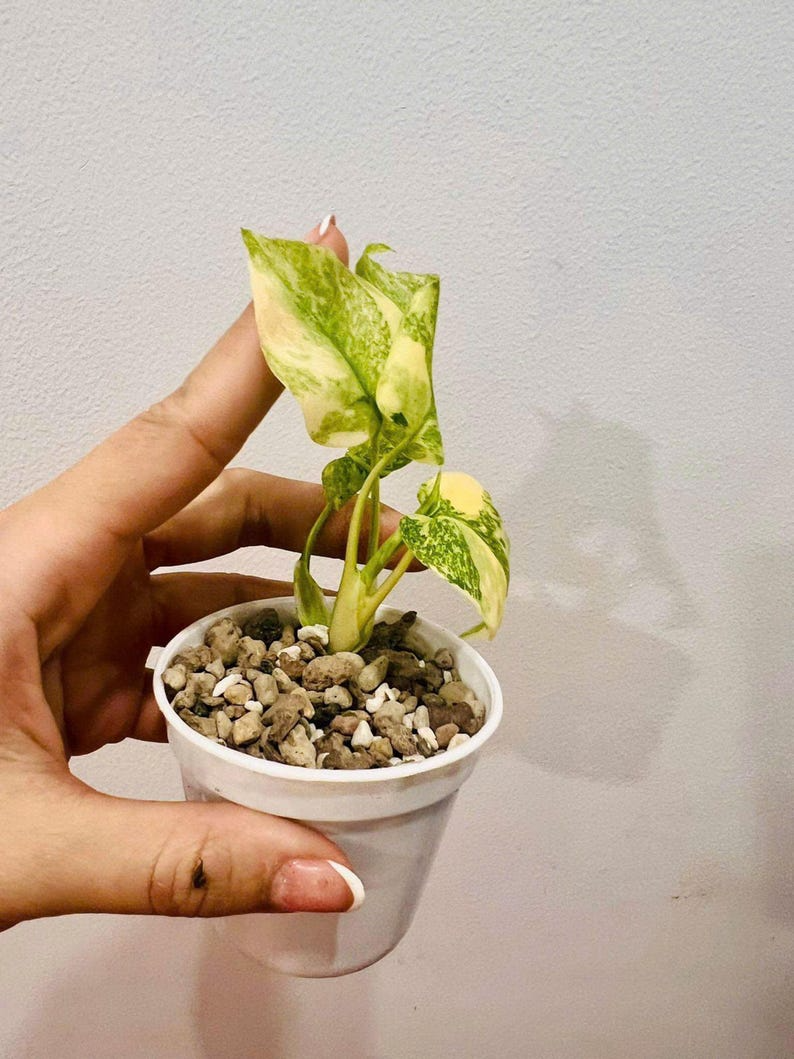 Monstera Deliciosa Legacy Variegated Starter Plant | Monstera Legacy Well variegation