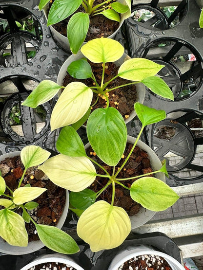 Homalomena rubescens mint pink variegated Starter Plant | Well variegation