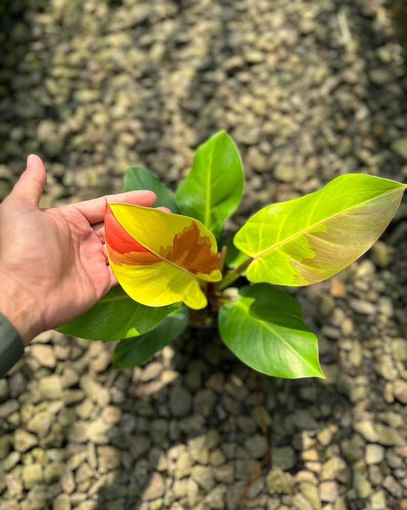 Philodendron red moon yellow flame variegated 6" pot