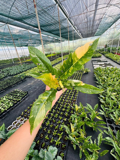 Philodendron ring of fire variegated 5" pot - selected well variegated