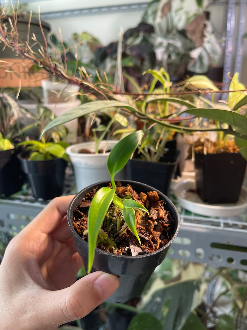 Monstera Burle Marx Flame Starter Plant | Seedlings rare plant